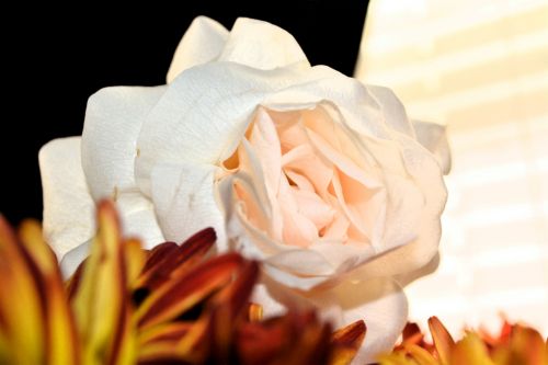Rose Petals White Macro Blooms