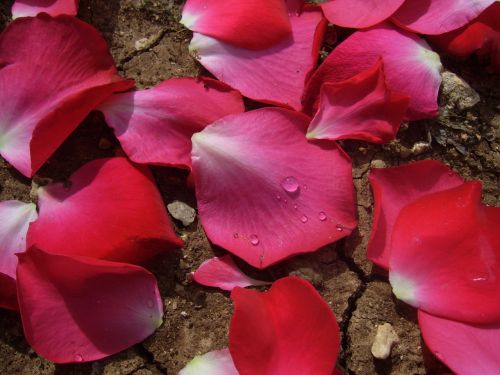 Rose Petals