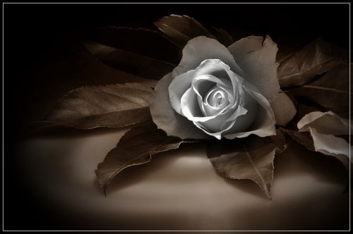 rose picture rose sepia beautiful rose