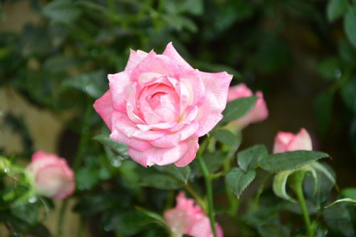 rose pink pink flowers rosebuds