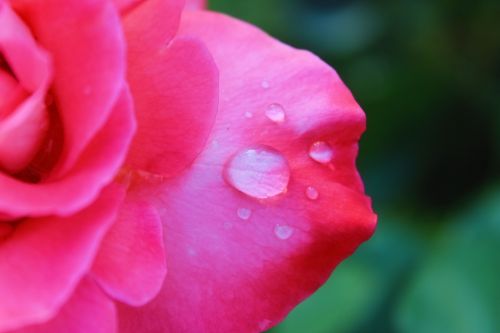 Rose Pink Wet Details