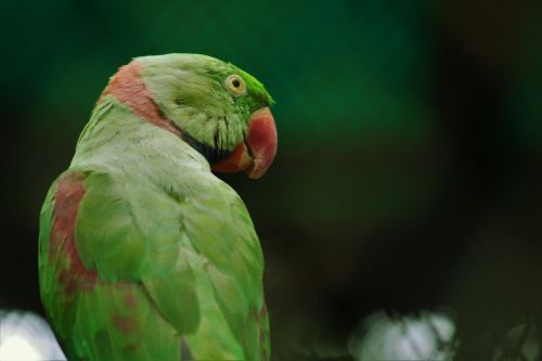 rose-ringed parakeet green psittacula krameri