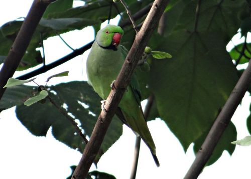 rose-ringed parakeet psittacula krameri ring-necked parakeet