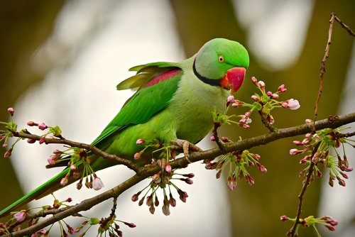 rose ringed parakeet  bird  animal