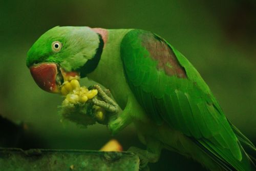 rose-ringed parrot psittacula krameri corn