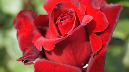 rose rose  red  blossom