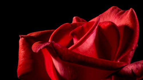 Red Rose, Love Passion