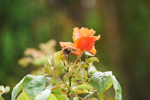 Red Rose In The Garden