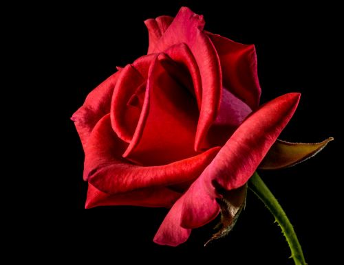 Rose Red Declaration Of Love