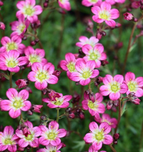 rose saxifrage pink red