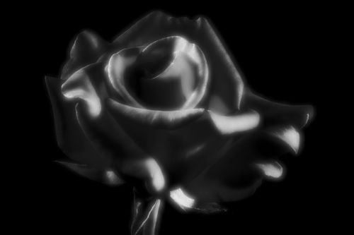 Rose Black And White