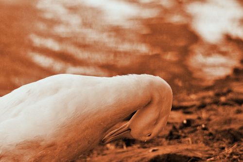 Rose-sepia Duck