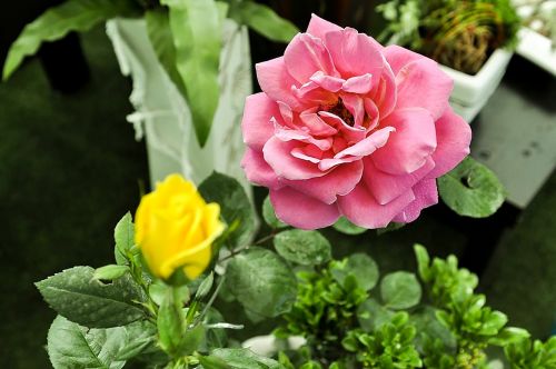 rose tea peony flowers