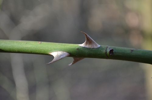 rose thorn thorns wild rose