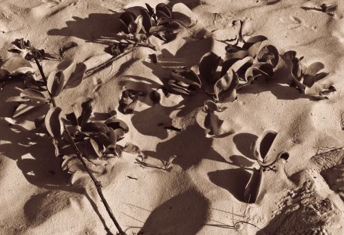 Rose Toned Beach Plants