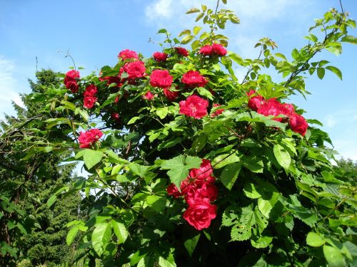 rose trellis roses red sky blue
