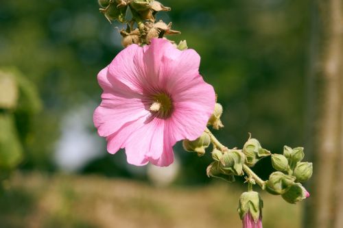 Hollyhock