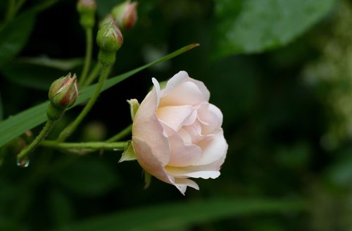 rose trier  garden  nature