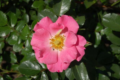 rose unicef color pink flower