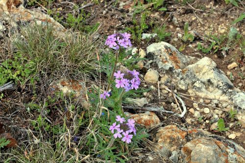 Rose Verbena Wildflowers