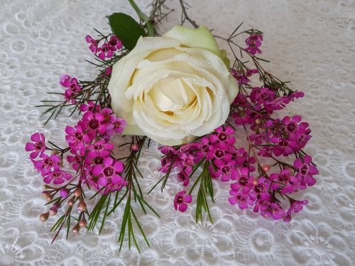rose white waxflower pink noble