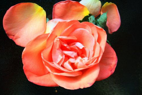 Rose With Loose Petal
