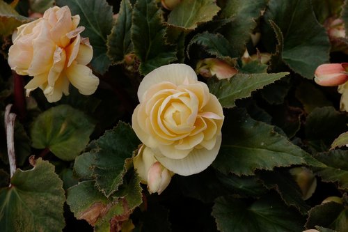 rose yellow  yellow rose  rose blooms