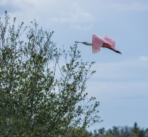 roseata spoonbill flying pink