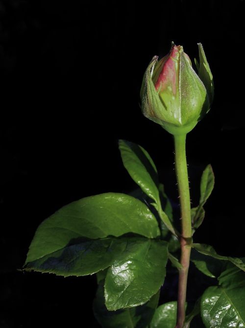 rosebud macro pink bud