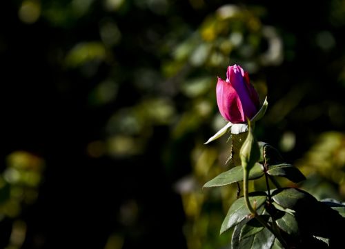 rosebud rose flower