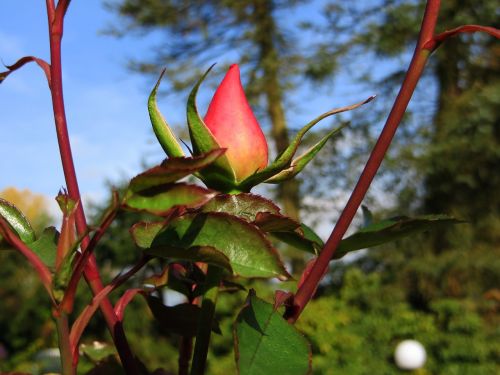 rosebud rose red