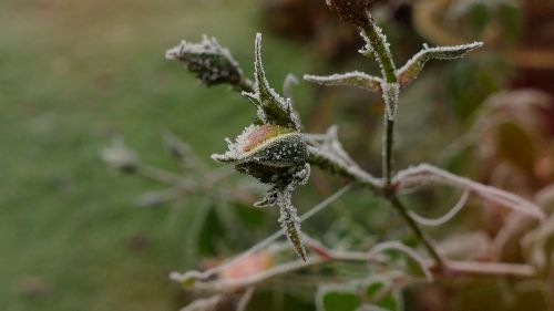 rosebud hoarfrost cold