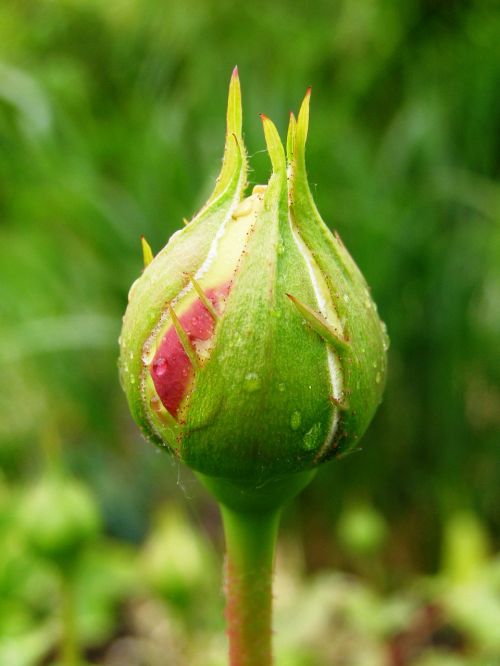 rosebud drop of water close