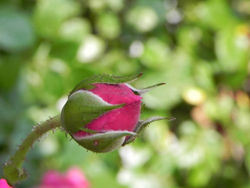 rosebud nature bud