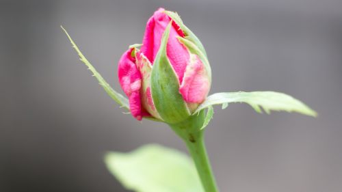 rosebud flower bud flower