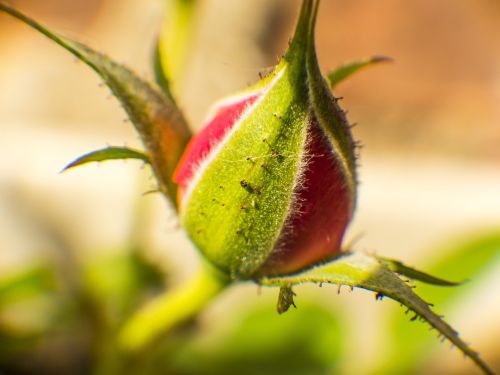 rosebud flower plant