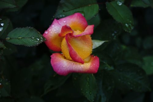 rosebud garden plant