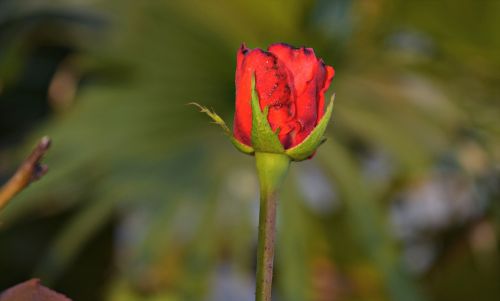 rosebud rosa red