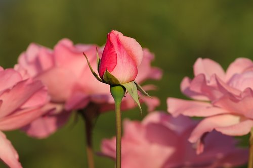 rosebud  rose petals  roses