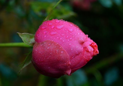 rosebud  rose  closed