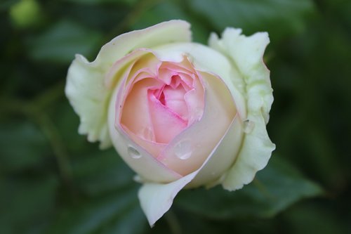 rosebud  white rose  nature