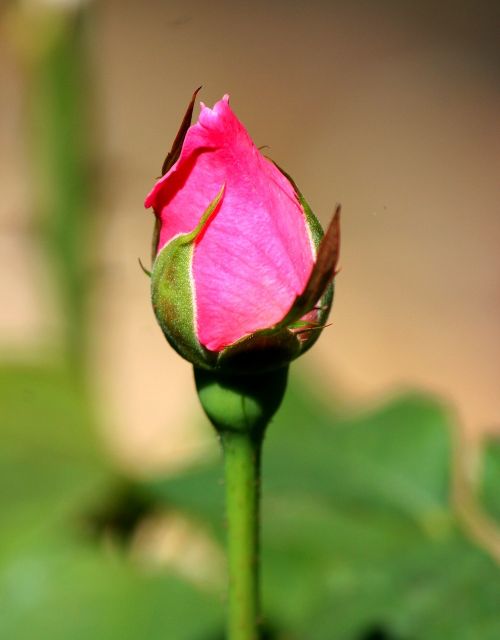 rosebud flower blossom