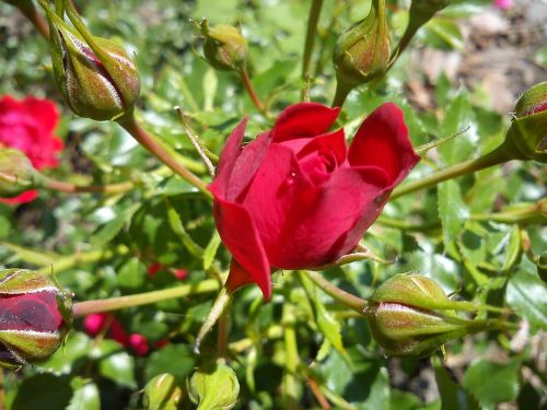 rosebud red rose