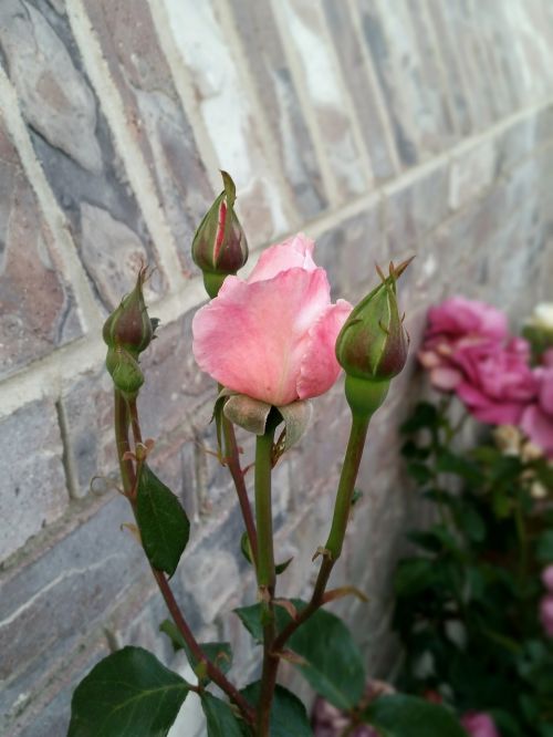 rosebud flower rose