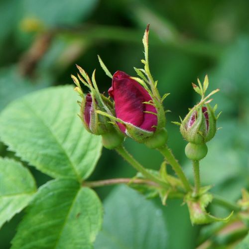 rosebud rose bud