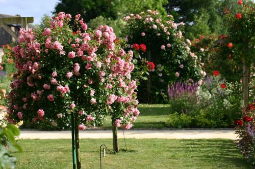 rosebush rose bud garden
