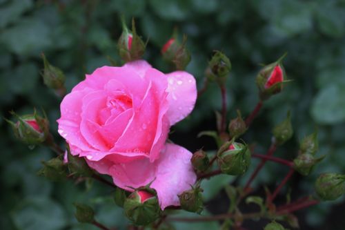 rosebush pink flowers