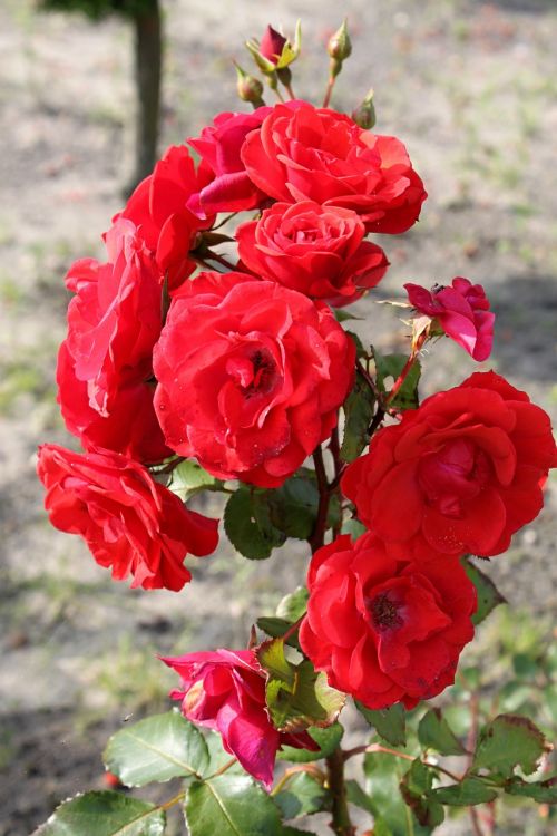 rosebush rose bud rose