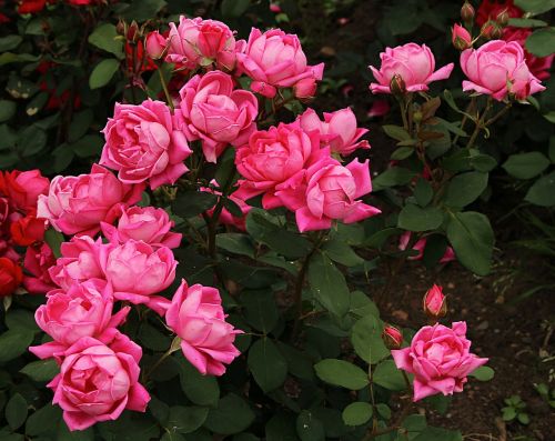 rosebush flowers blossoms