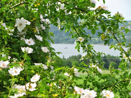 rosebush blossom spring